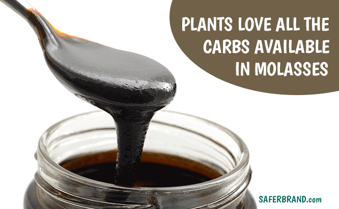 why do plants like molasses