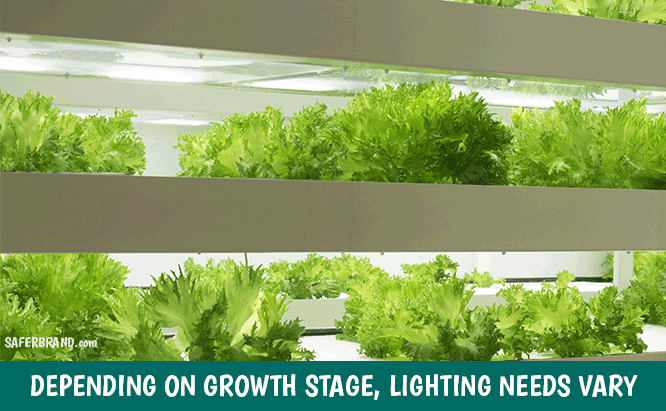 indoor garden nutrient and light needs for plant stage