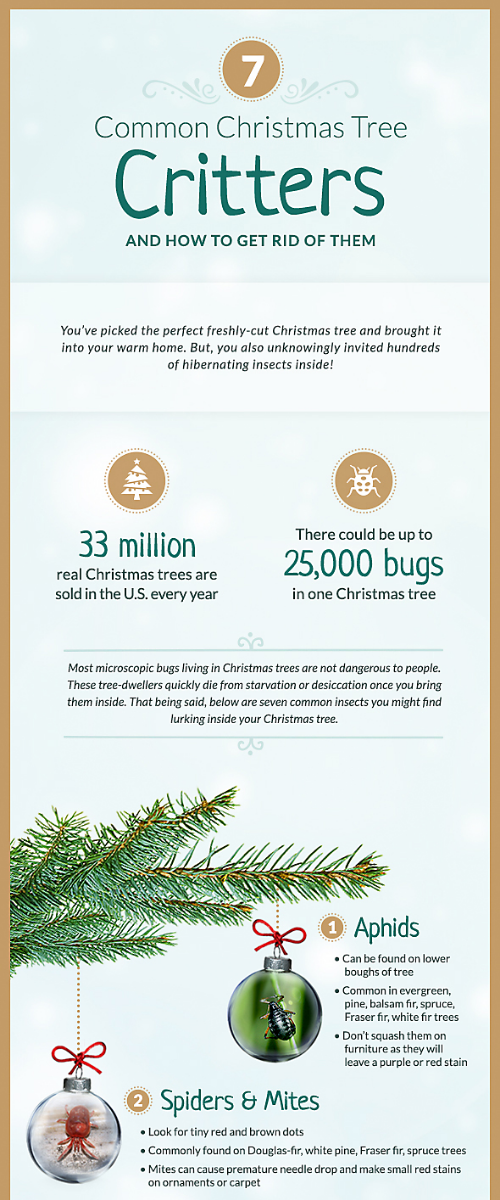 Common Christmas Tree Pests, Part 1