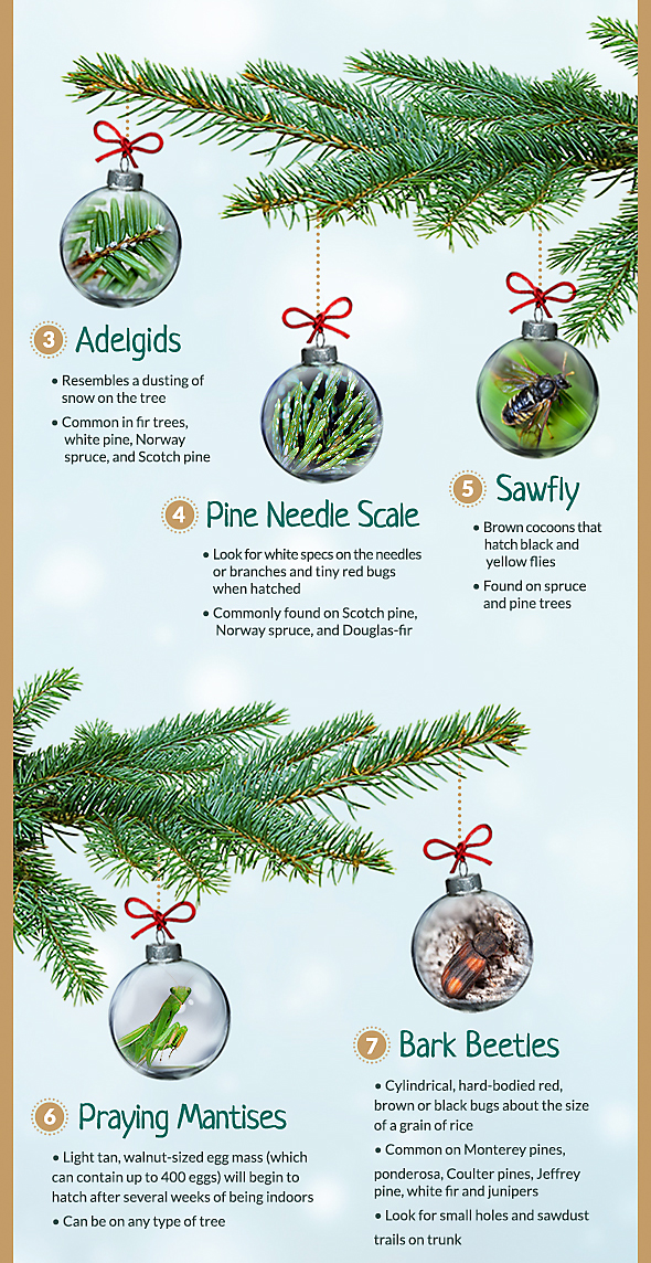 Common Christmas Tree Pests, Part 2