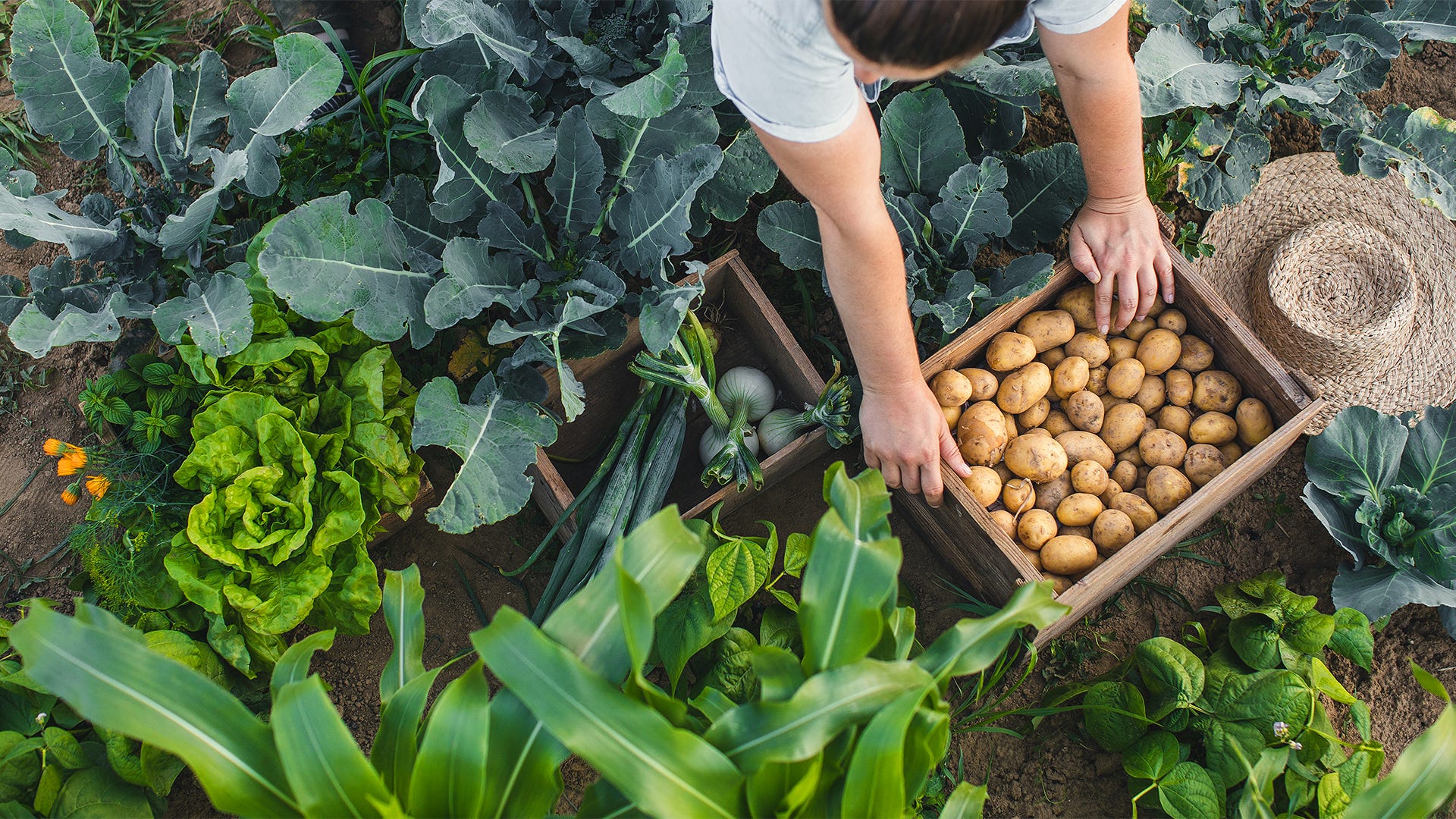 Start Your Organic Garden This Spring 