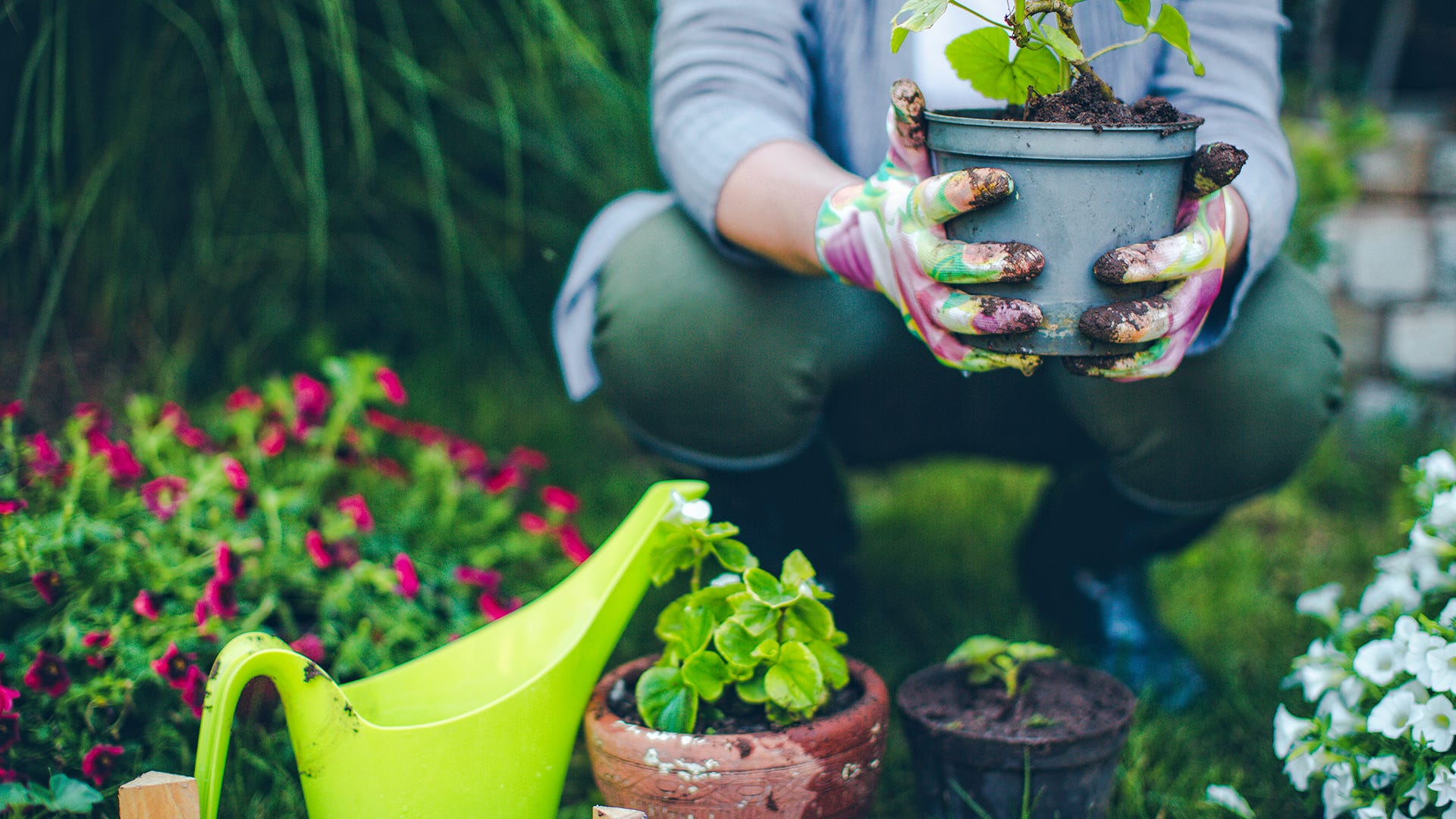 garden transplanting