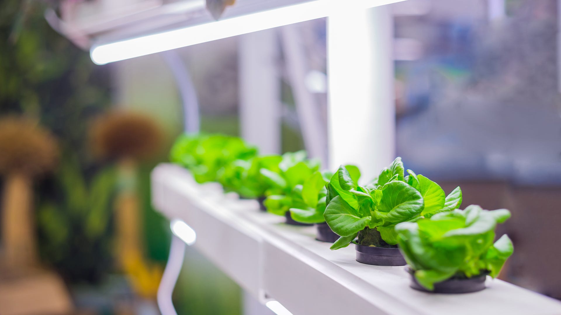 When Do My Grow Lights Need New Bulbs? When Do My Grow Lights Need New Bulbs?