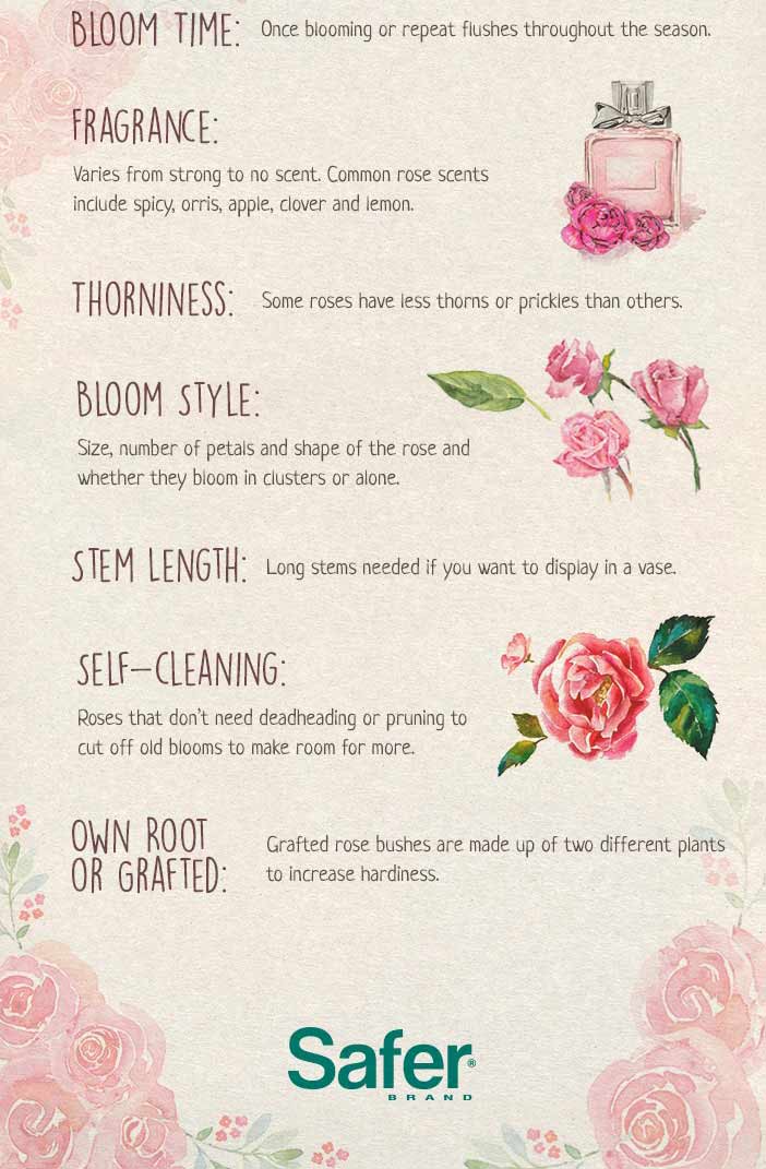 How to Prepare for Rose Bloom Season
