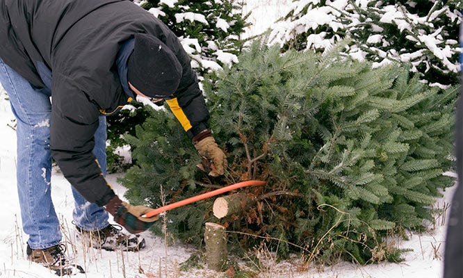 Tools to Cut Christmas Tree