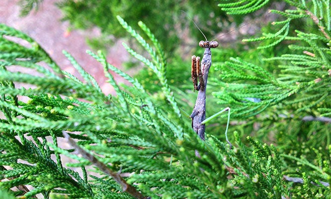 Insects found in Christmas Trees