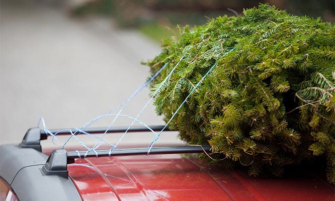 How to Tie Christmas Tree to Car