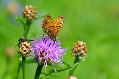 natural insecticidal soap that won't hurt beneficial insects like bees and butterflies