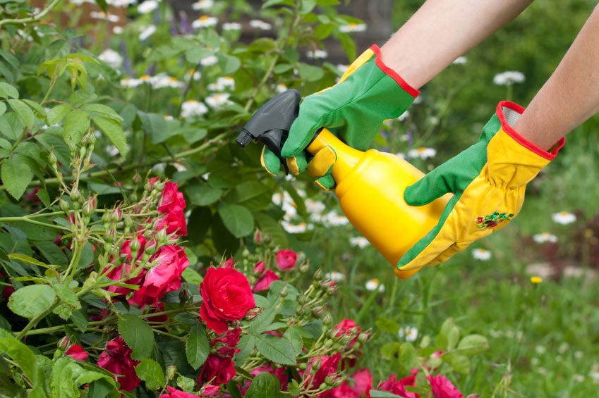 Spraying for Insects