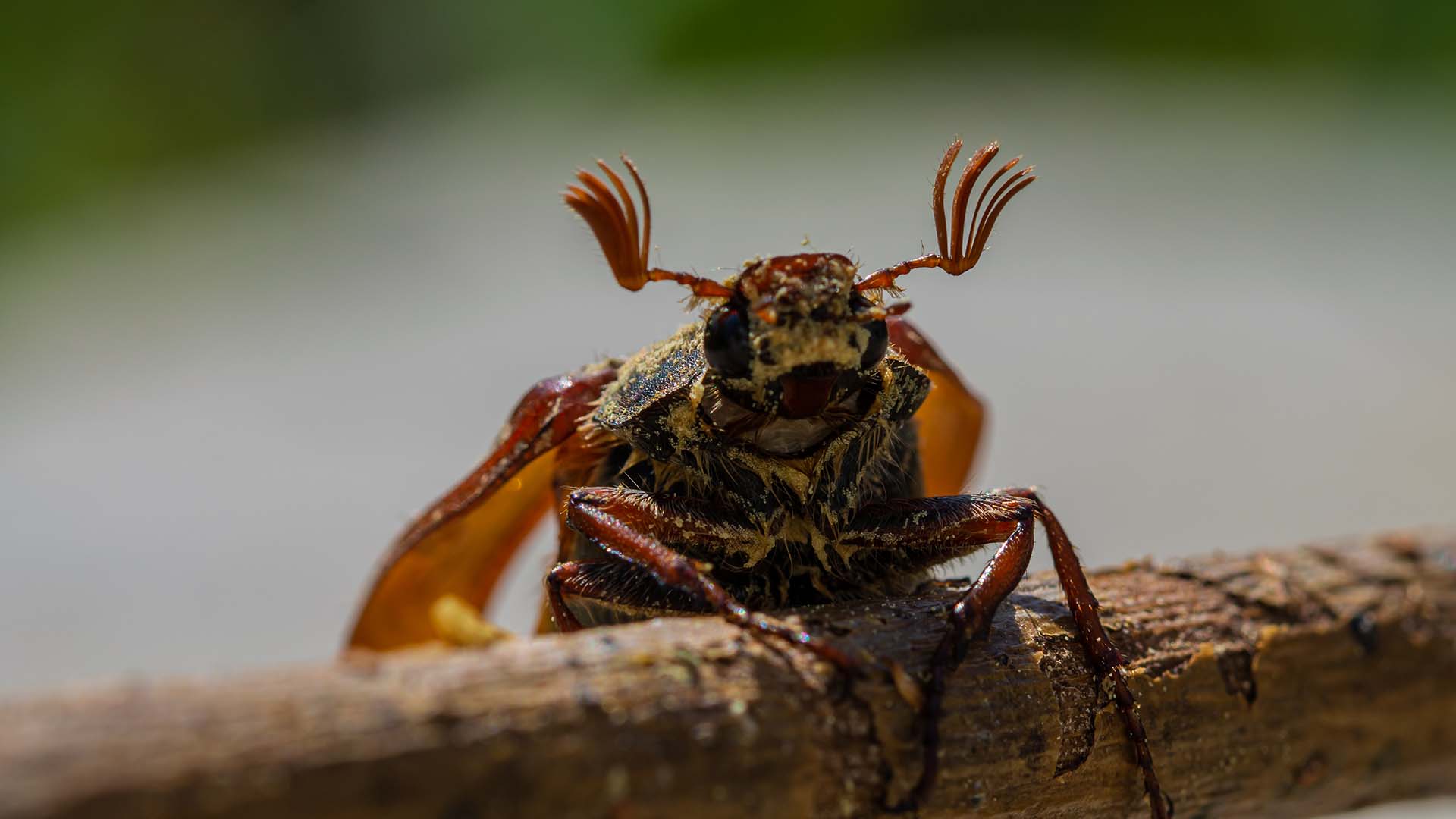 How To Get Rid of June Beetles