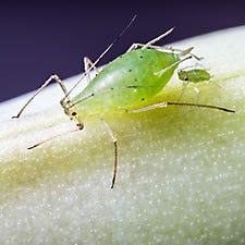 Aphids