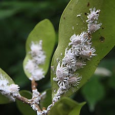 Mealybugs