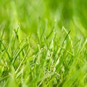 Lawns