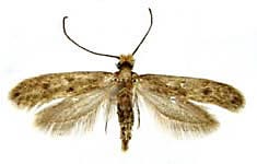 Clothes Moth