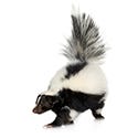 Skunks