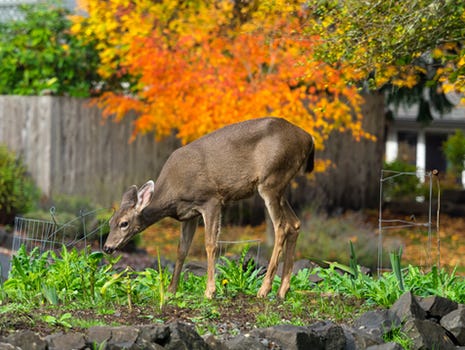 One deer among trees