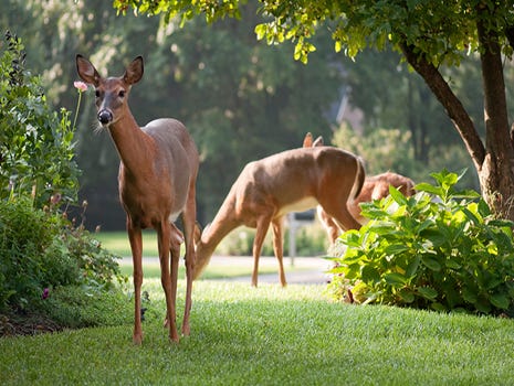 Deer in residential area