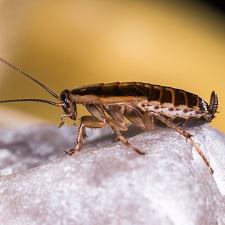 Cockroach on a rock