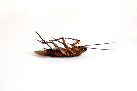 A dead cockroach, laying on its back