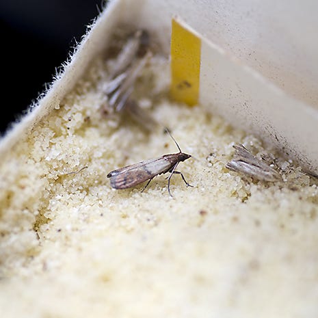 Best Pantry Moth Trap: What Should I Look For? – Maggie's Farm Ltd