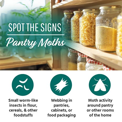 All About Pantry Moths