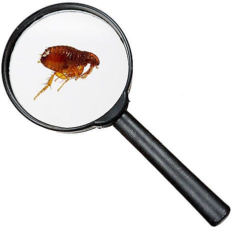 A Solution for Fleas