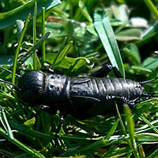 Whiteflies
