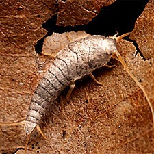 Caterpillar