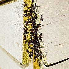 Mealybug