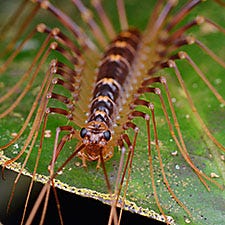 Grain Aphid