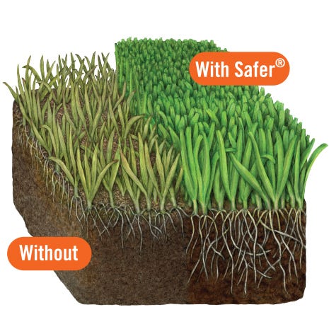 Lawn Restore promotes greener, healthier grass