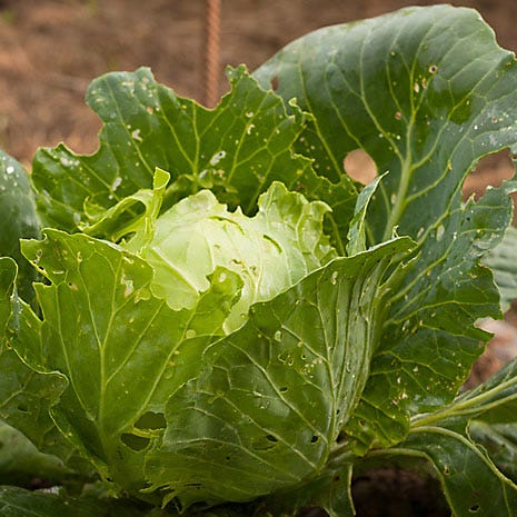 Caterpillars on Cabbage