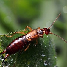 Earwig on Leaf