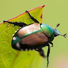 Cucumber beetle