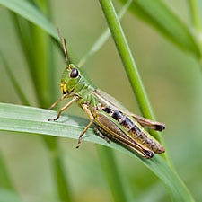 Meadow Grasshopper