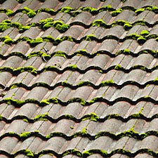 moss on roof tile