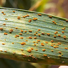 Plant Rust