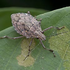 Whiteflies