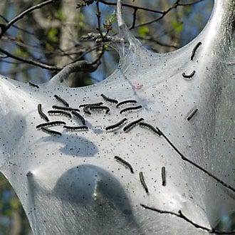 tent caterpillars