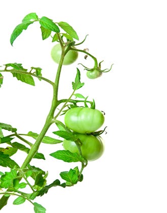 Tomato Plant