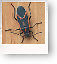 Boxelder Bugs