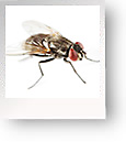 Flies