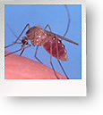 Mosquitoes
