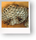 Wasps & Hornets