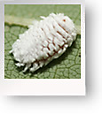 Mealybugs