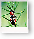 Asparagus Beetles