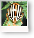 Colorado Potato Beetles