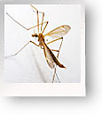 Crane Flies