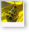 Cucumber Beetle