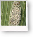 Diamondback Moth
        Larvae